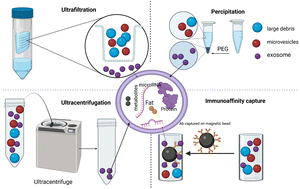Graphical abstract: Camel milk extracellular vesicles/exosomes: a fascinating frontier in isolation and therapeutic potential