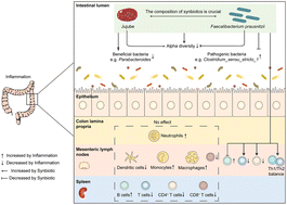 Graphical abstract: Reshaping the gut microbiota to ameliorate DSS-induced colitis using a novel synbiotic consisting of jujube powder and Faecalibacterium prausnitzii