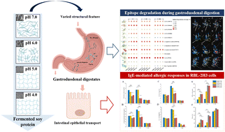 Graphical abstract: Insight into the effect of lactic acid fermentation on soy protein immunoreactivity: emphasizing the difference in epitope destruction of varied fermentation terminal pH levels during gastrointestinal digestion