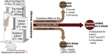 Graphical abstract: Alleviation of hyperglycaemia and oxidative stress by fruit extracts of different cultivars of the cornelian cherry (Cornus mas L. and Cornus mas × Cornus officinalis) in rats with diabetes mellitus