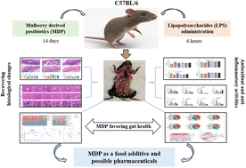 Graphical abstract: Mulberry-derived postbiotics alleviate LPS-induced intestinal inflammation and modulate gut microbiota dysbiosis