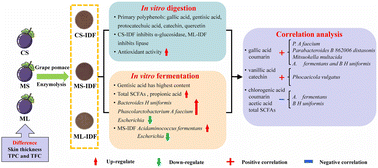 Graphical abstract: Functional properties of insoluble dietary fibers extracted from different grape pomaces during simulated digestion and in vitro fermentation