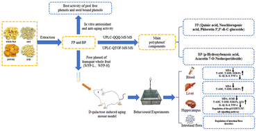 Graphical abstract: Enhancing cognitive memory function with kumquat (Fortunella japonica Swingle) polyphenol extract: mechanisms of action in d-galactose-induced aging model mice