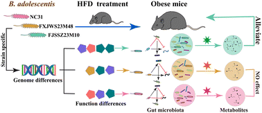 Graphical abstract: Bifidobacterium adolescentis FJSSZ23M10 modulates gut microbiota and metabolism to alleviate obesity through strain-specific genomic features