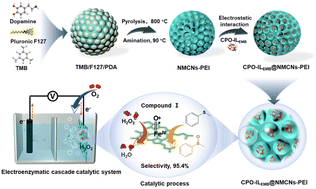 Graphical abstract: The selective oxidation of thioanisole to sulfoxide using a highly efficient electroenzymatic cascade system