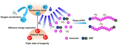 Graphical abstract: Long-lived triplet state carbon nitride (urea-CNx) catalyzed metal-free photo-ATRP with oxygen acceleration