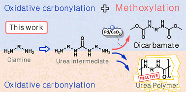 Graphical abstract: A dual-functional catalyst for selective dicarbamate synthesis via oxidative carbonylation: enhanced methoxylation for suppressing urea polymer formation