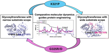 Graphical abstract: A comparative molecular dynamics approach guides the tailoring of glycosyltransferases to meet synthetic applications