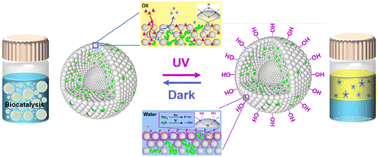 Graphical abstract: Lipase-entrapped colloidosomes with light-responsive wettability for efficient and recyclable Pickering interfacial biocatalysis