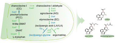 Graphical abstract: Engineering industrial fungus Aspergillus oryzae for the sustainable biosynthesis of ergot alkaloids