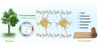 Graphical abstract: Preparation of tough, antioxidant and antibacterial bioplastic for sustainable packaging through an in situ phenolization strategy