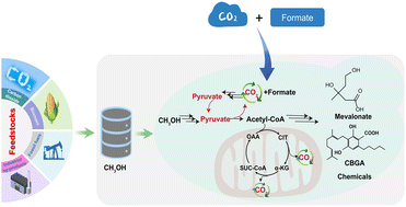 Graphical abstract: Rewiring methanol assimilation and reductive glycine pathways in Saccharomyces cerevisiae to increase one-carbon recovery