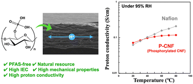 Graphical abstract: Phosphorylated cellulose nanofiber membranes with high proton conductivity for polymer electrolyte membranes