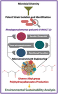 Graphical abstract: Metabolic channelling in Rhodopseudomonas palustris for diversification and sustainability assessment of polyhydroxyalkanoates