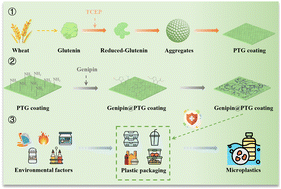 Graphical abstract: A self-adhesive glutenin-based coating cross-linked by genipin for suppressing microplastic shedding in harsh environments