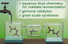 Graphical abstract: Thiyl chemistry: cysteine-catalyzed maleate isomerization via aqueous thiyl radical processes