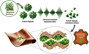 Graphical abstract: Biodegradable alginate derivatives obtained by eco-friendly ultrasound technology for more sustainable leather tanning