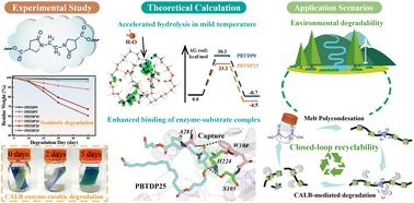 Graphical abstract: Design of environmentally degradable polyethylene-like polyesters and eco-friendly recycling via commercial enzymes