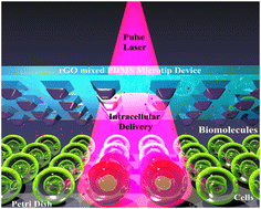 Graphical abstract: Ultra-low intensity light pulses for large cargo delivery into hard-to-transfect cells using an rGO mixed PDMS microtip device