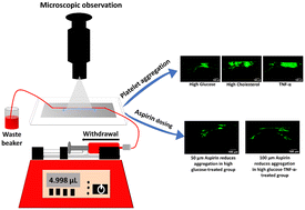 Graphical abstract: Evaluating thrombosis risk and patient-specific treatment strategy using an atherothrombosis-on-chip model