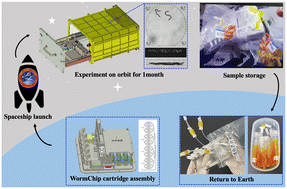 Graphical abstract: WormSpace μ-TAS enabling automated on-chip multi-strain culturing and multi-function imaging of Caenorhabditis elegans at the single-worm level on the China Space Station