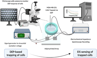 Graphical abstract: Dielectrophoretic and electrochemical impedance mapping of metastatic potential in MDA-MB-231 breast cancer cells using inkjet-printed castellated microarray