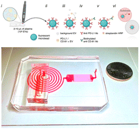 Graphical abstract: Ultrasensitive quantification of PD-L1+ extracellular vesicles in melanoma patient plasma using a parallelized high throughput droplet digital assay