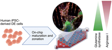 Graphical abstract: An in vivo mimetic liver-lobule-chip (LLoC) for stem cell maturation, and zonation of hepatocyte-like cells on chip