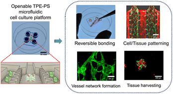 Graphical abstract: Reversible bonding in thermoplastic elastomer microfluidic platforms for harvestable 3D microvessel networks