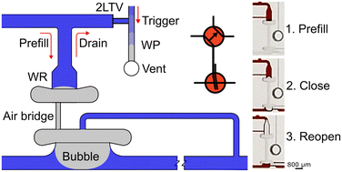 Graphical abstract: The reversible capillary field effect transistor: a capillaric element for autonomous flow switching