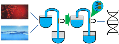 Graphical abstract: DNA extraction from bacteria using a gravity-driven microcapillary siphon