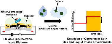 Graphical abstract: Flexible bioelectronic nose based on olfactory receptor/hydrogel hybrid nanostructures for the direct detection of odorants in both the gas and liquid phases
