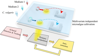 Graphical abstract: Intelligent optoelectrowetting digital microfluidic system for real-time selective parallel manipulation of biological droplet arrays