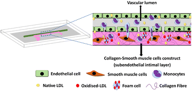 Graphical abstract: An intimal-lumen model in a microfluidic device: potential platform for atherosclerosis-related studies