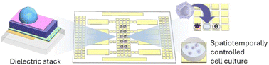 Graphical abstract: Long-term digital microfluidic chips for regulating macrophage cellular interactions in inflammation