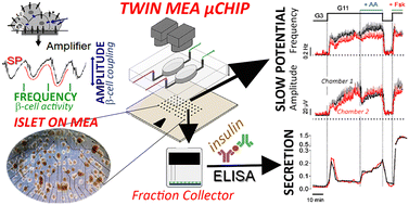 Graphical abstract: A microfluidic twin islets-on-chip device for on-line electrophysiological monitoring