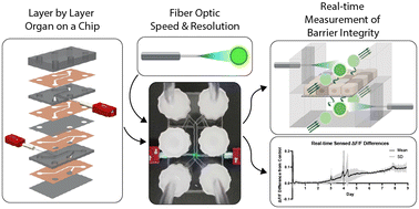 Graphical abstract: In situ monitoring of barrier function on-chip via automated, non-invasive luminescence sensing
