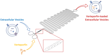 Graphical abstract: Microfluidic loading of verteporfin into extracellular vesicles for neuroblastoma therapy