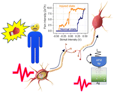 Graphical abstract: Artificial nociceptor using an Ag/Ag2S/Pt atomic switch