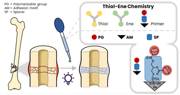 Graphical abstract: Ternary thiol–ene systems as high-performance bone adhesives for potential clinical use