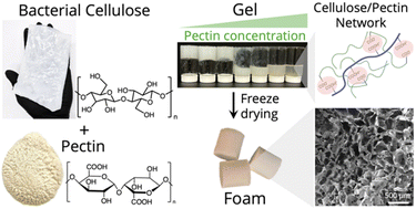 Graphical abstract: Modifying bacterial cellulose dispersions with deep eutectic solvent and pectin to tune the properties of open-celled foams