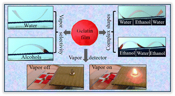 Graphical abstract: Vapor selective and controlled actuation of gelatin-based soft actuators