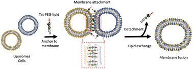 Graphical abstract: Cell membrane fusion induced by surface modification with cell-penetrating peptide–lipid conjugates that facilitates close contact between distinct membranes