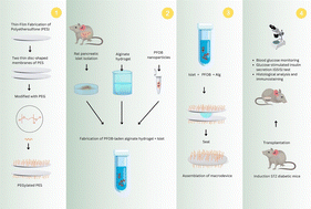 Graphical abstract: A thin disc-shaped macrocapsule for transplantation of oxygen carrier-laden alginate hydrogel-encapsulated pancreatic islets in diabetic mice