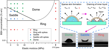 Graphical abstract: Soft PDMS-mediated formation of bovine serum albumin 3D coffee stain structures for reversible hydrophilic patterning