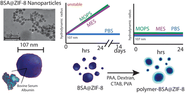 Graphical abstract: Improving the colloidal stability of protein@ZIF-8 nanoparticles in biologically relevant buffers