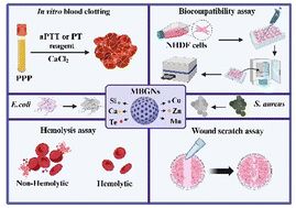Graphical abstract: The effect of mesoporous bioactive glass nanoparticles incorporating various metallic ions (Cu, Zn, Mn, Te) on wound healing