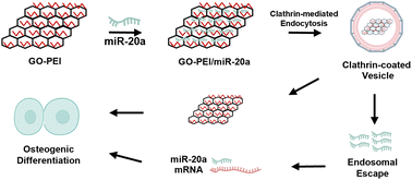 Graphical abstract: MiRNA-20a-loaded graphene oxide–polyethylenimine enters bone marrow mesenchymal stem cells via clathrin-dependent endocytosis for efficient osteogenic differentiation