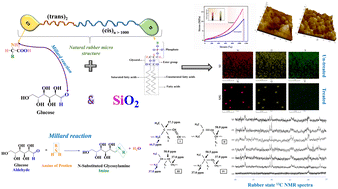 Graphical abstract: A step towards a green and sustainable method to understand the effect of glucose on a silica filled natural rubber composite