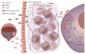 Graphical abstract: Intravesical cascade delivery of active monoterpene coumarin for bladder cancer therapy